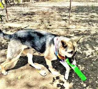 Sheba