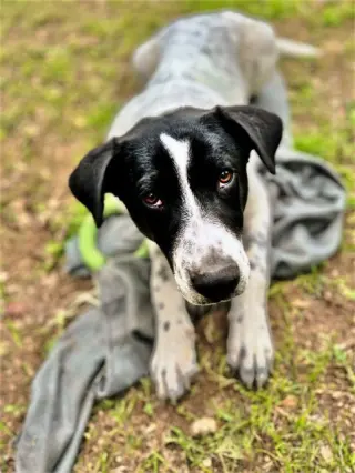 Bandito