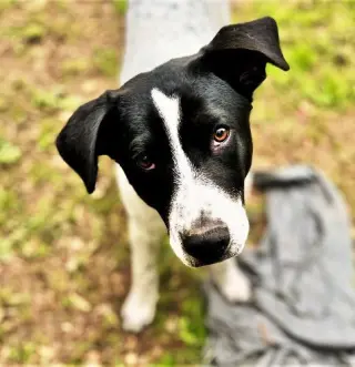 Bandito