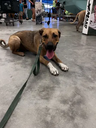 Oscar