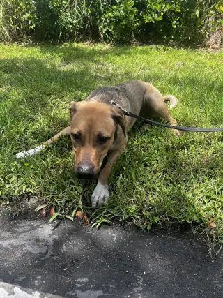 Oscar