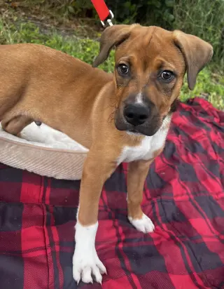 Oliver