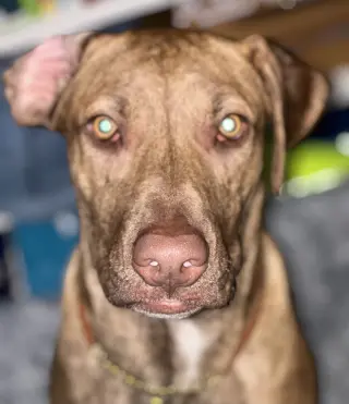 Levi