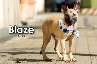 Blaze from Taiwan