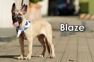 Blaze from Taiwan