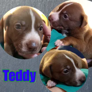 Teddy