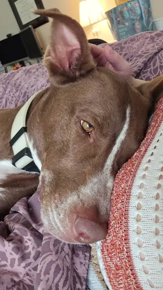 Teddy