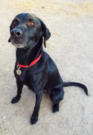 Douglas