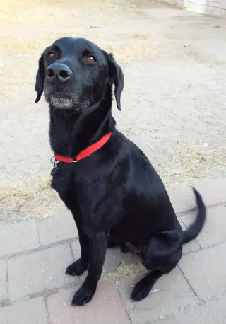 Douglas