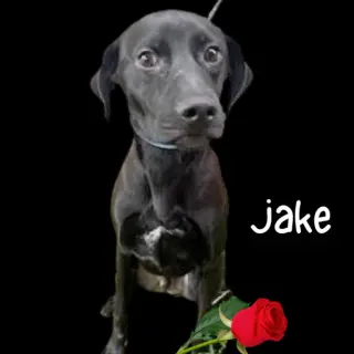 Jolly Jake