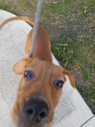 Jessie