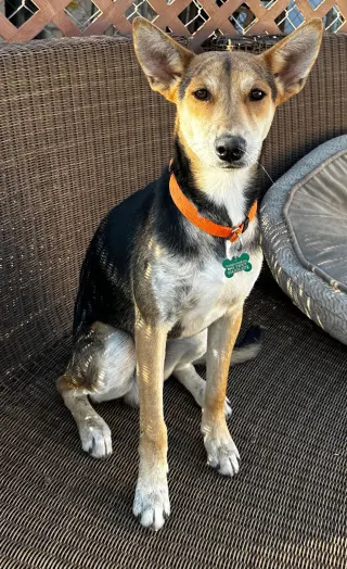Tai