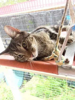 Tigger