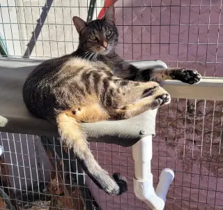 Tigger