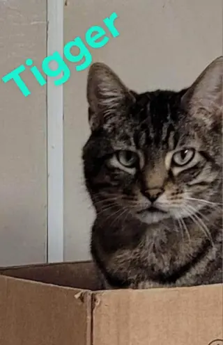 Tigger