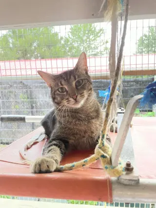 Tigger