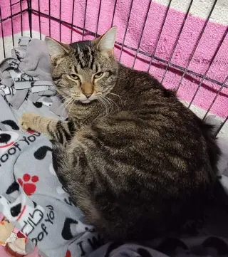 Tigger