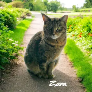 Zara