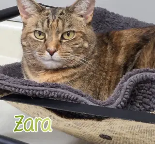 Zara