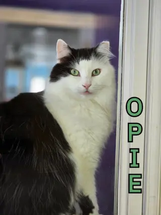 Opie (Bay Bridge #18)