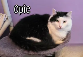 Opie (Bay Bridge #18)