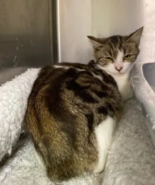 Fiona