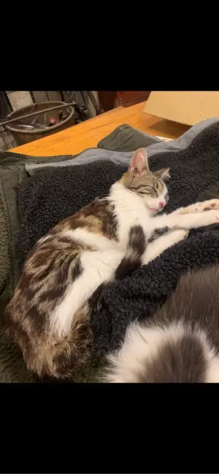 Fiona