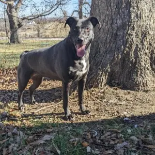Daisy