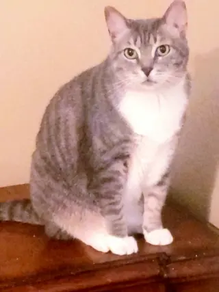 Princes Gigi