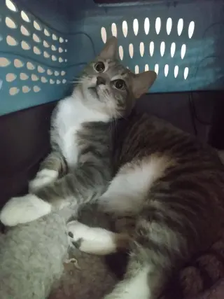 Princes Gigi