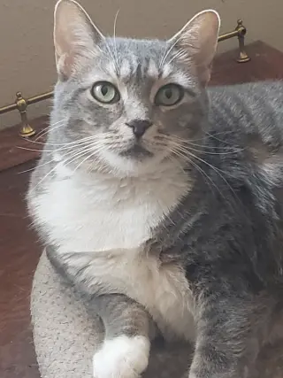 Princes Gigi