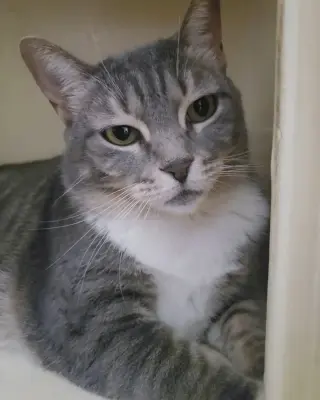 Princes Gigi
