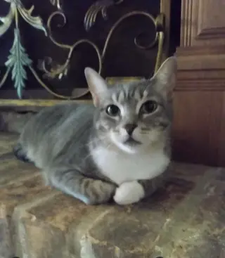 Princes Gigi