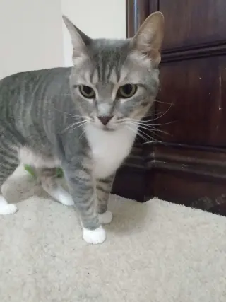 Princes Gigi