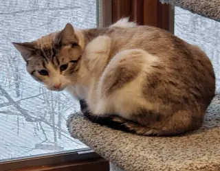 Purrscilla