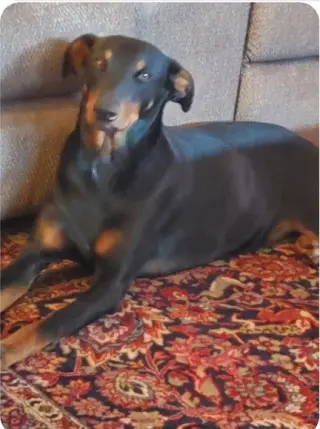 Dieter