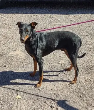 Dieter