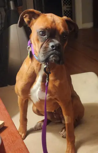 Margie - ADOPTION PENDING WITH DOMINO!!