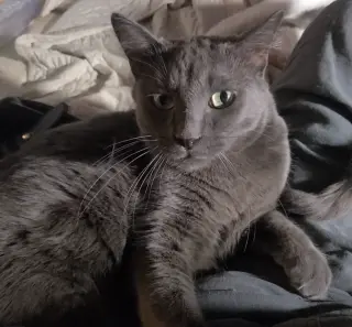Whiskey