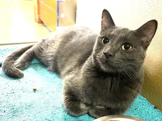 Whiskey