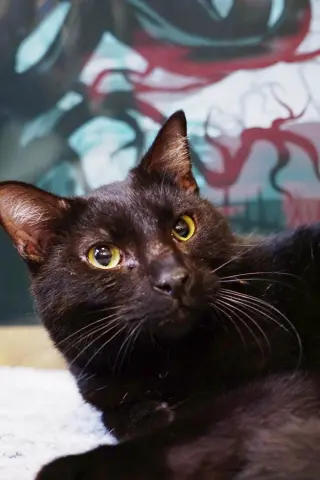 Kerchak