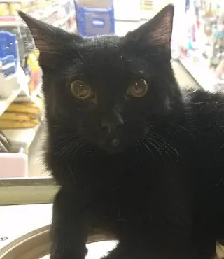 Kerchak
