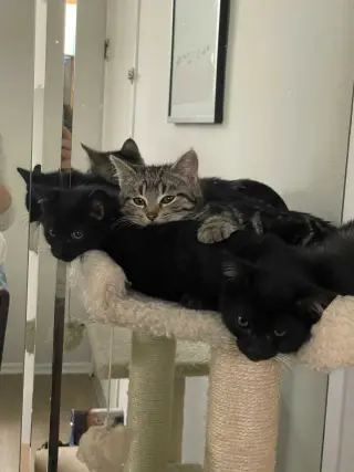 Kerchak