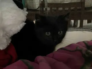 Kerchak