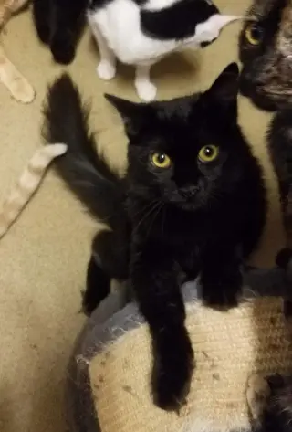 Kerchak