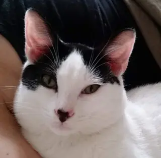 Alfalfa