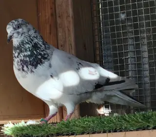Speckie