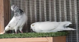 Speckie