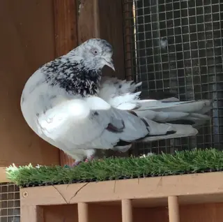 Speckie