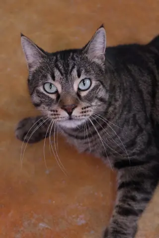 Bagheera